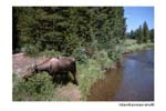 moose01